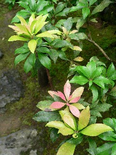 梅雨の那谷寺
