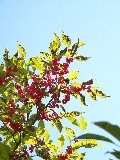 武家屋敷の空