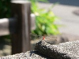 春雨庵に佇む赤とんぼ