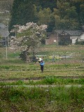 桜の下で