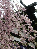 起し太鼓のしだれ桜