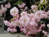 起し太鼓のしだれ桜アップ