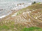 千枚田全景