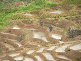 千枚田の代掻き