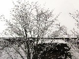 合掌造りと雪の花