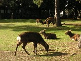 奈良公園の鹿２