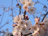 金沢城公園の桜その１