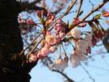 金沢城公園の桜その２