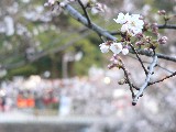 石川門の桜