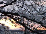 兼六園から夕日と桜