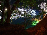 兼六園の夜桜その１