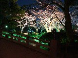 兼六園の夜桜その２