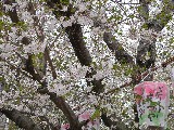 三熊野神社の桜